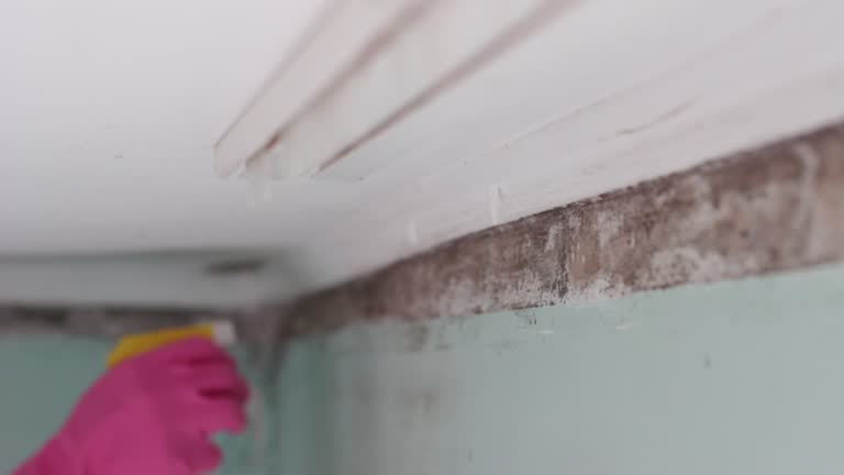 Professional Mold Inspection, Removal & Remediation in Geneva, WA